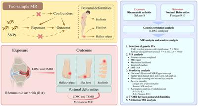 The causality between rheumatoid arthritis and postural deformities: bidirectional Mendelian randomization study and mediation analysis